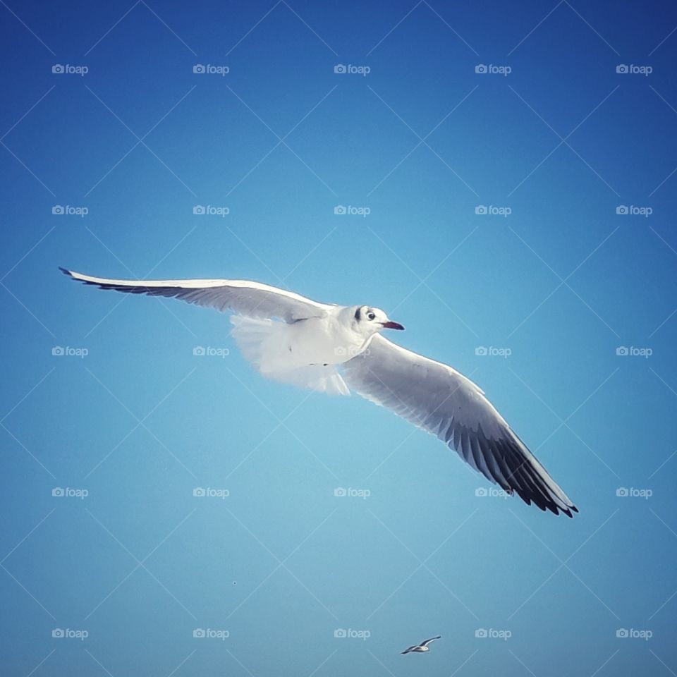 bird in flight, seabird