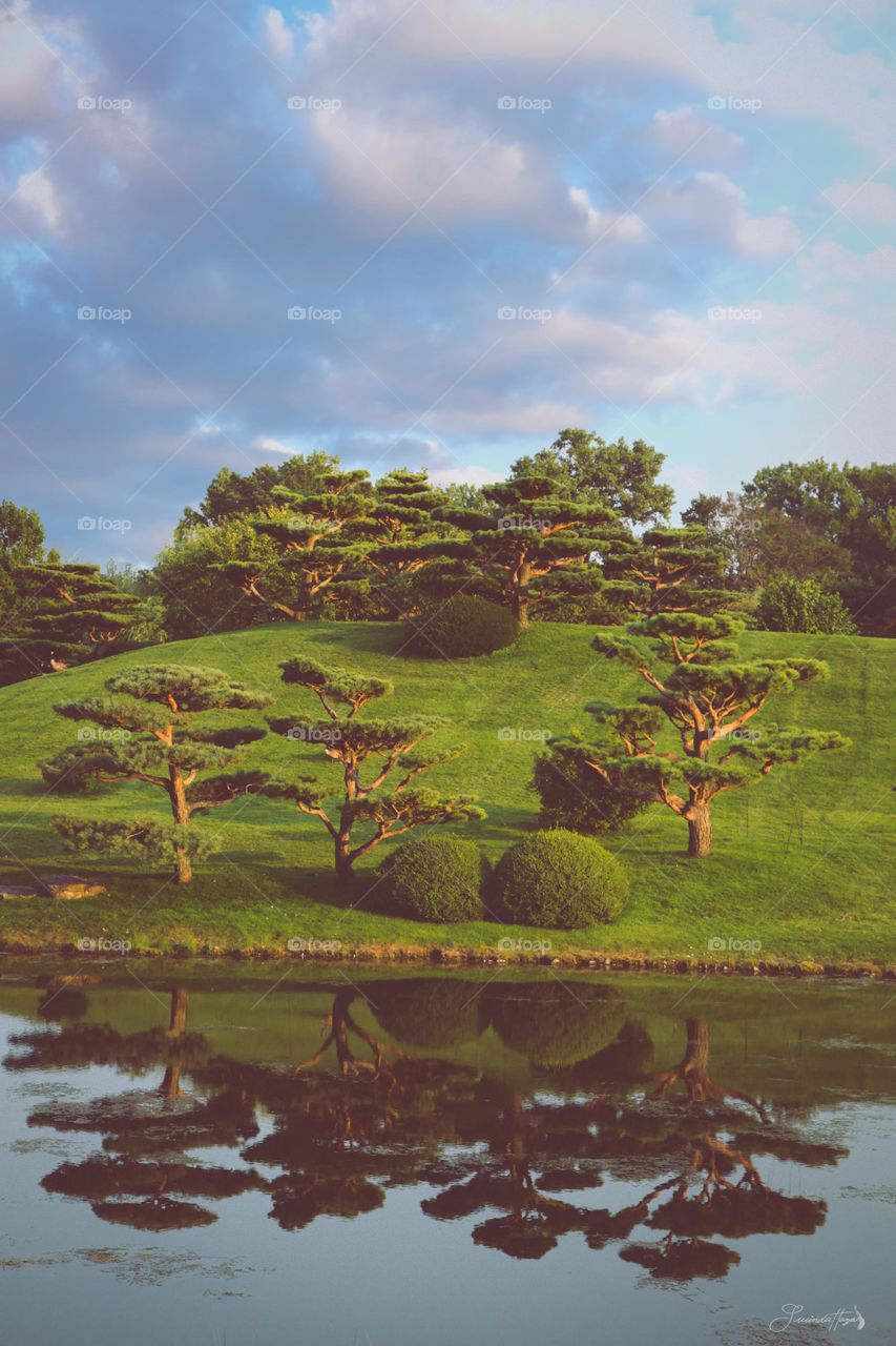 Bonsai tree