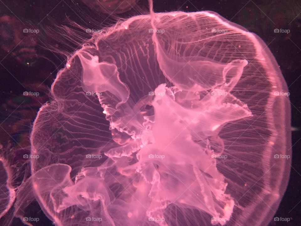 An illuminated Jellyfish at underwater world, Guam