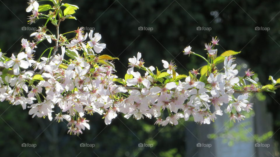 flowers