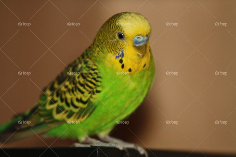 Parrot