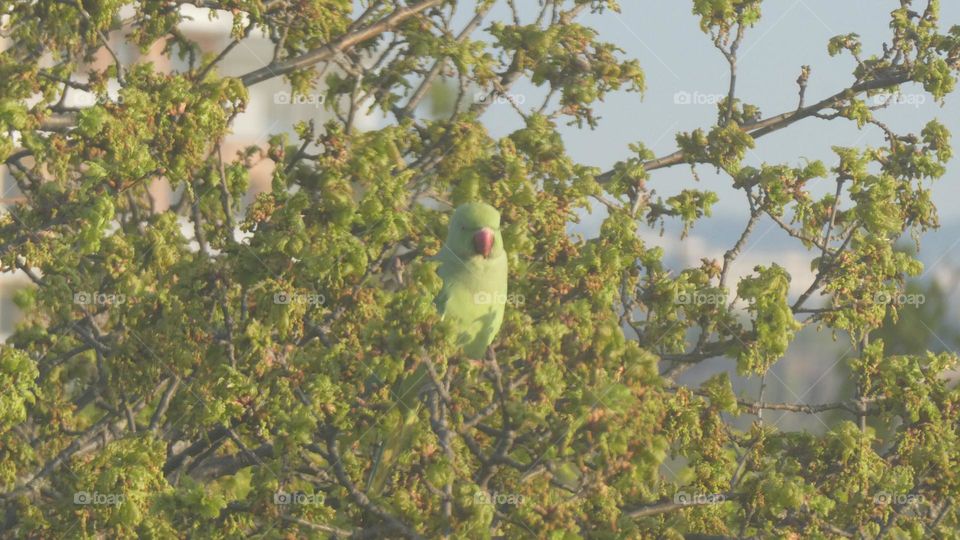 A green parrot in London 