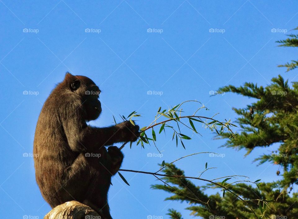 Gorilla In The Treetops
