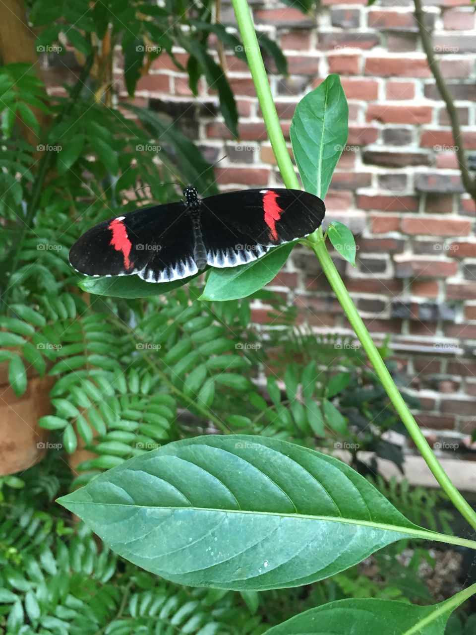 Butterfly. Taken in Boston, MA