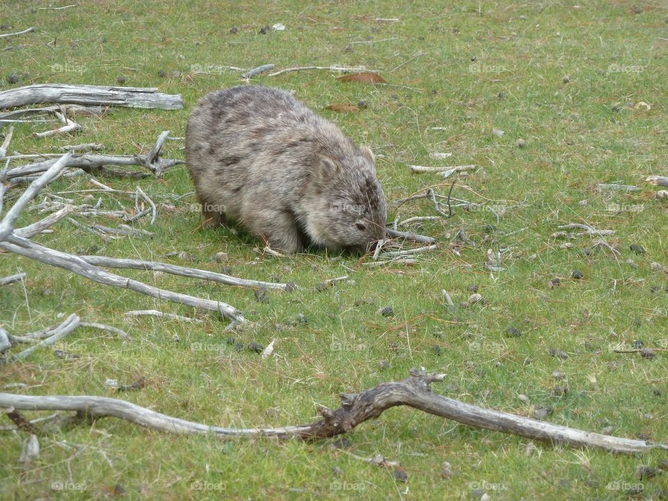 Beautiful tasmania 