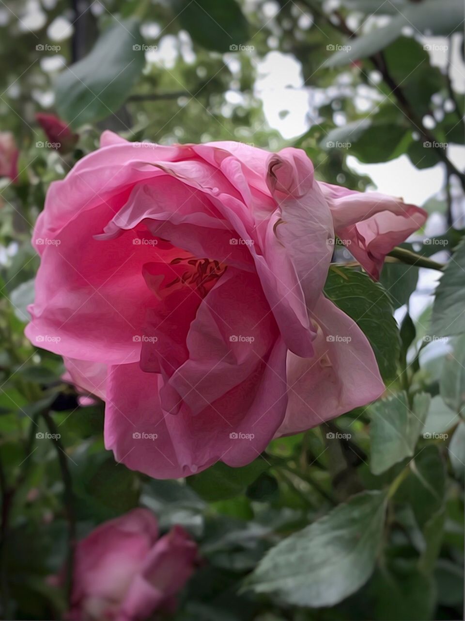 Pink Rose-Dewitt Clinton Park, Manhattan, New York City. Instagram,@PennyPeronto