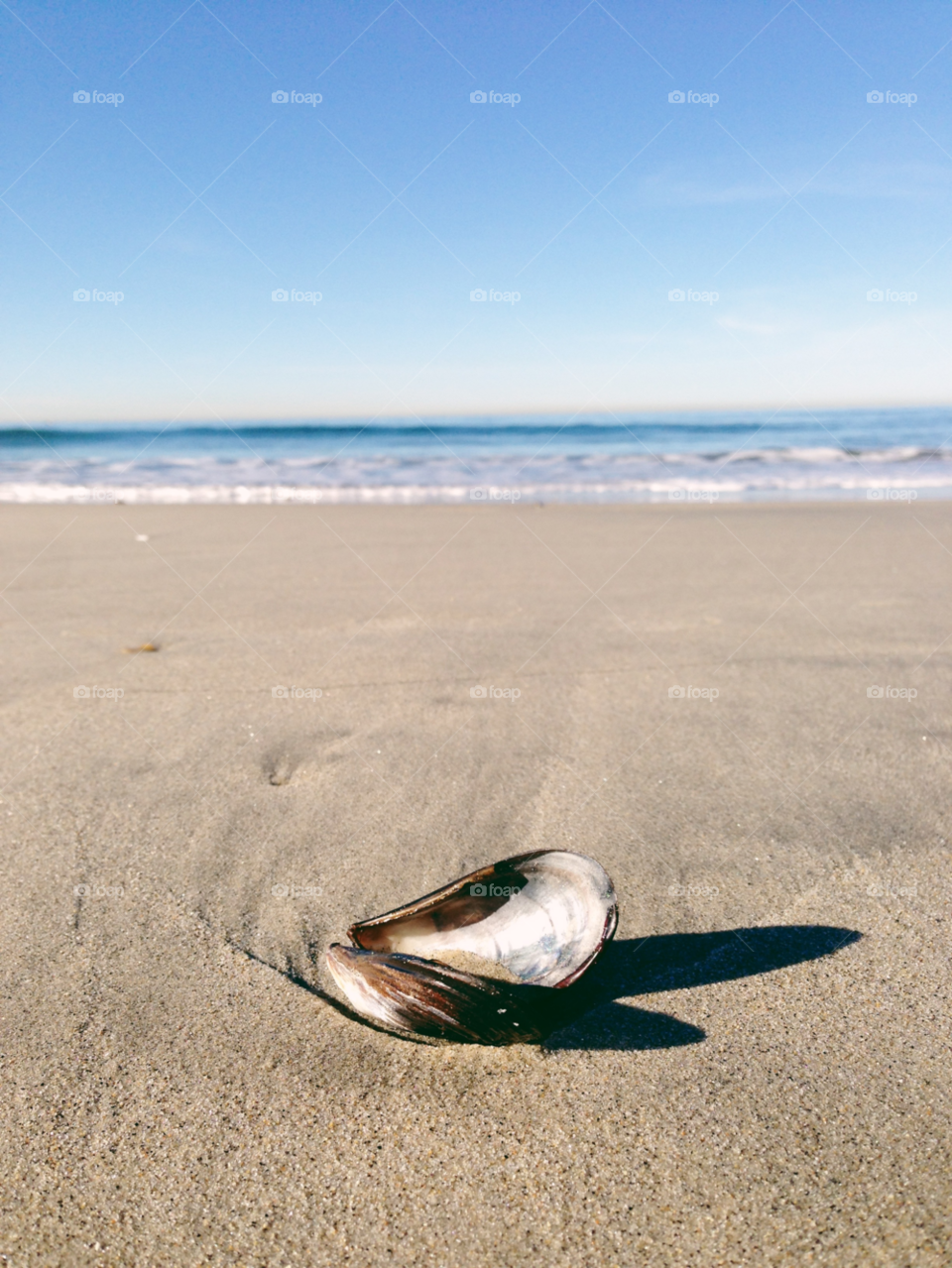 Scenic view seashell on sand at beach