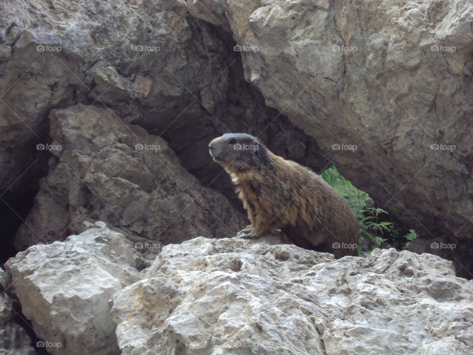 marmot