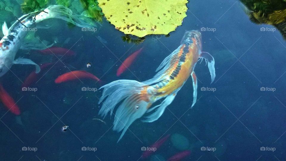Two koi fish in a koi pond with other small bright orange koi fish and a bright lime green Lily pad floating on top of a dark blue pond.
