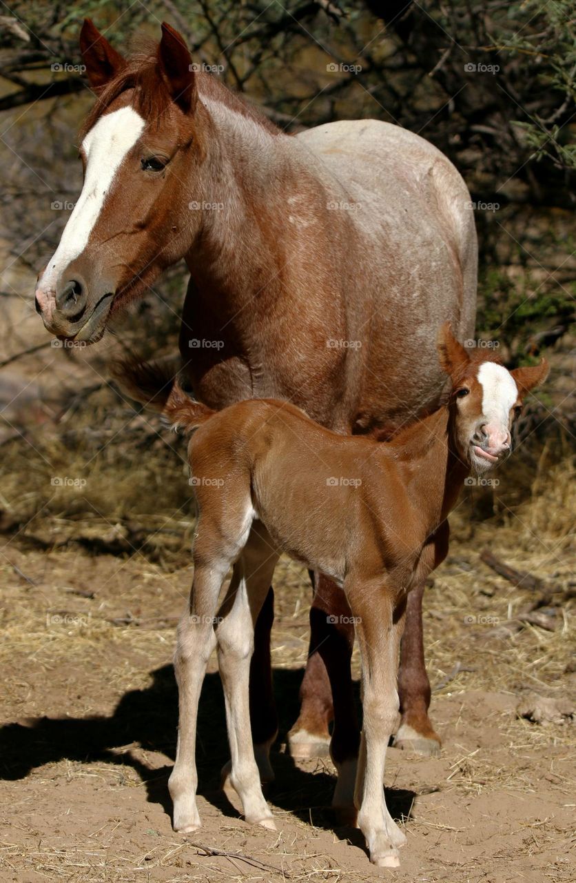 Wild Mare and Her 2-day Old Foal