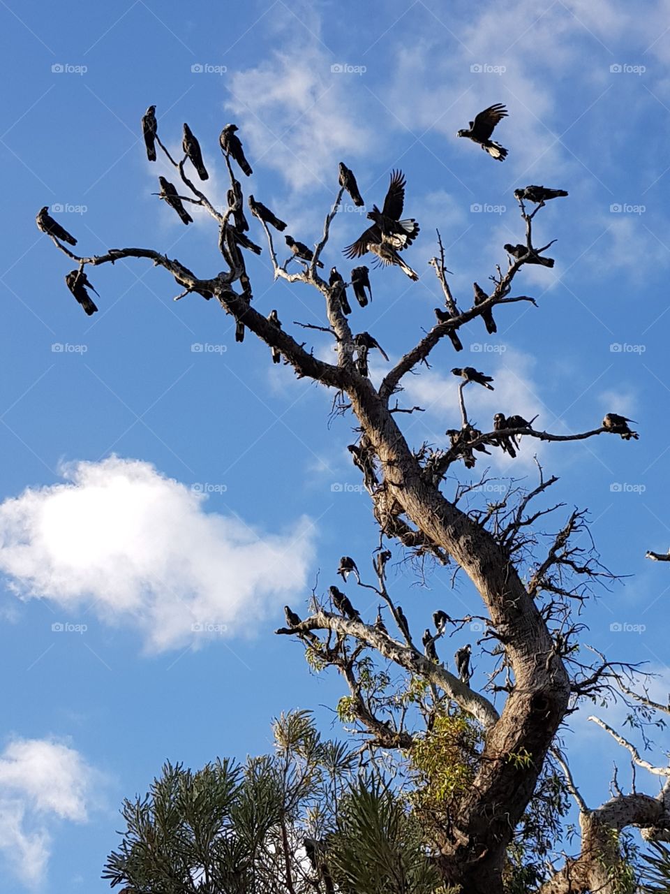 birds in a tree