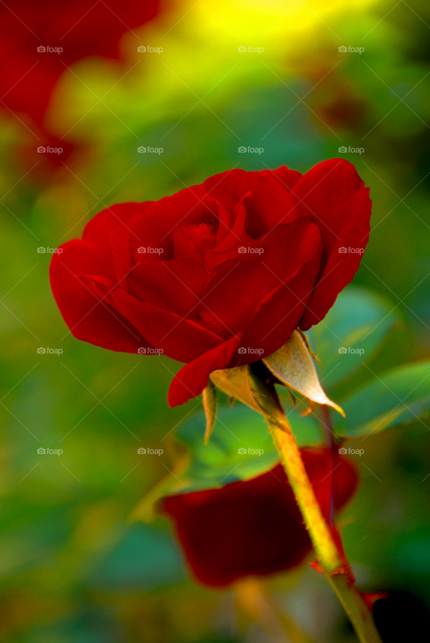 rose red rose deep red rosé by lightanddrawing