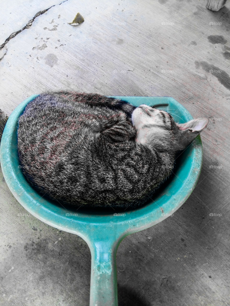 Cat sleeping in a dust pan