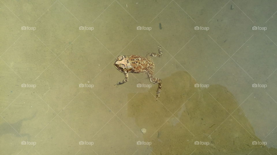 Cute frog in the water