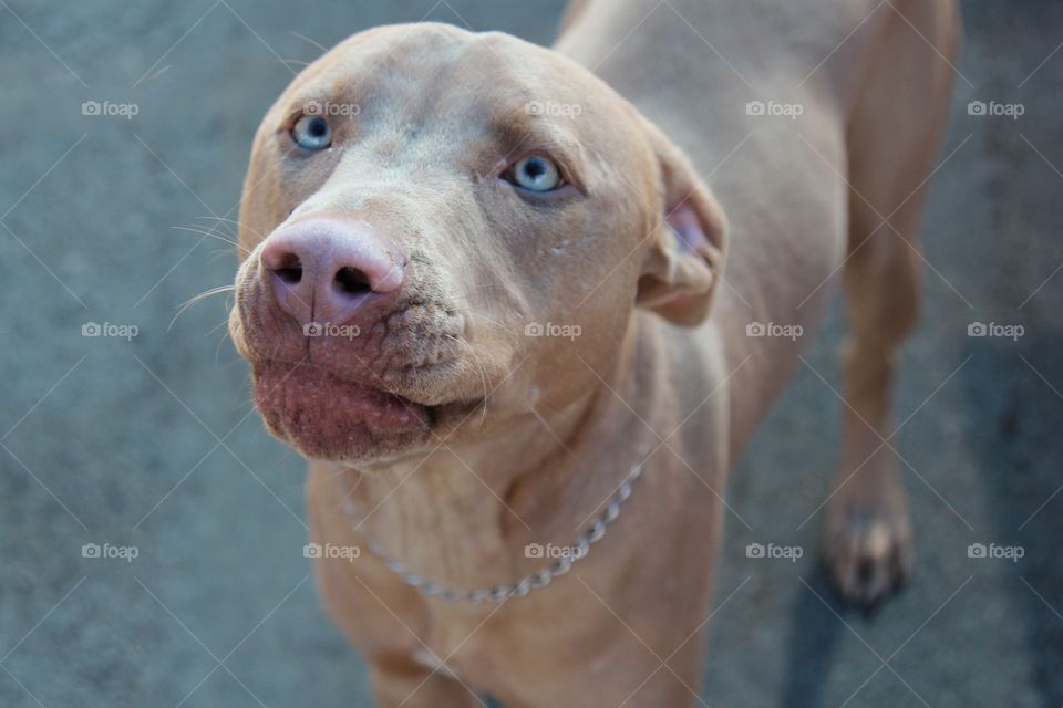 Dog, No Person, Cute, Portrait, Mammal