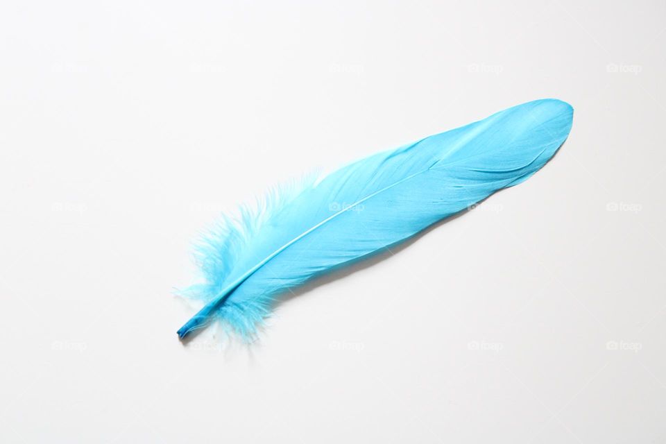 Blue feather 💙