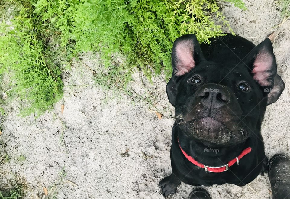 Bull Mastiff mix puppy, Barnabas, leans his head far enough back his ears flop over in the woods of South Georgia. 