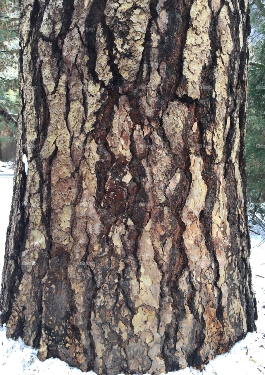 bark on tree trunk