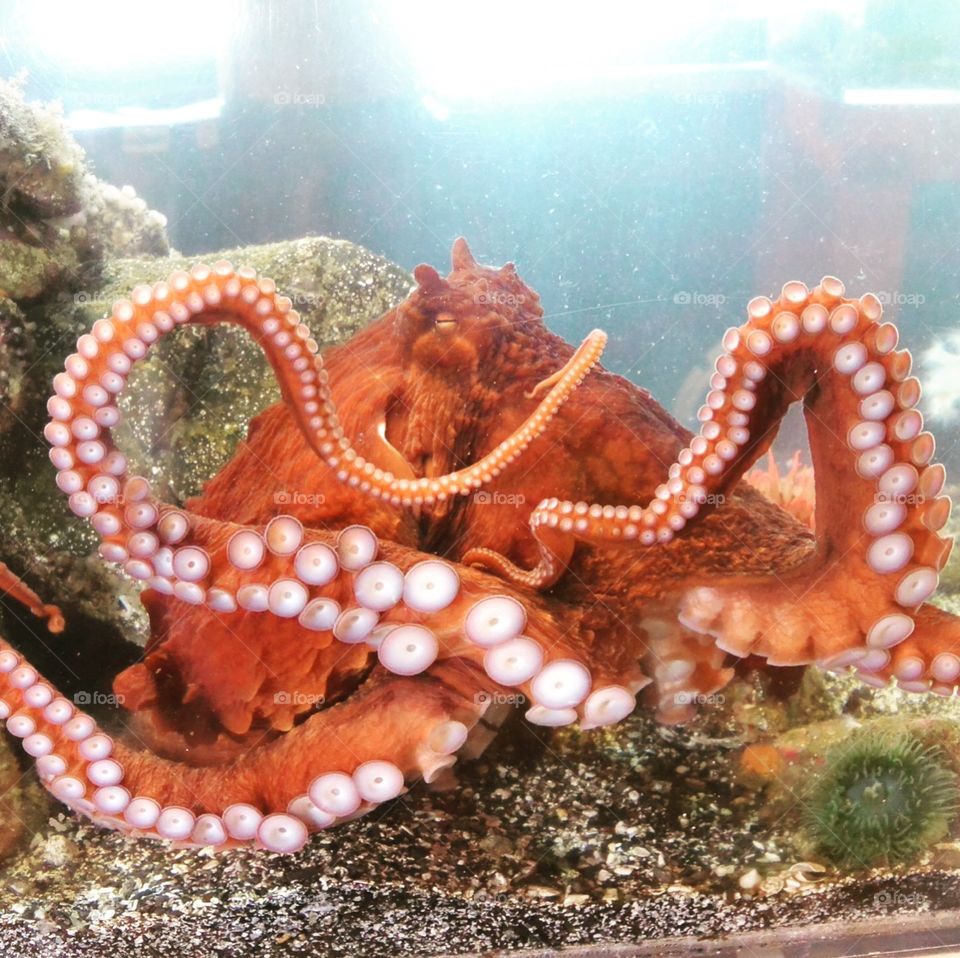 Octopus in an aquarium 