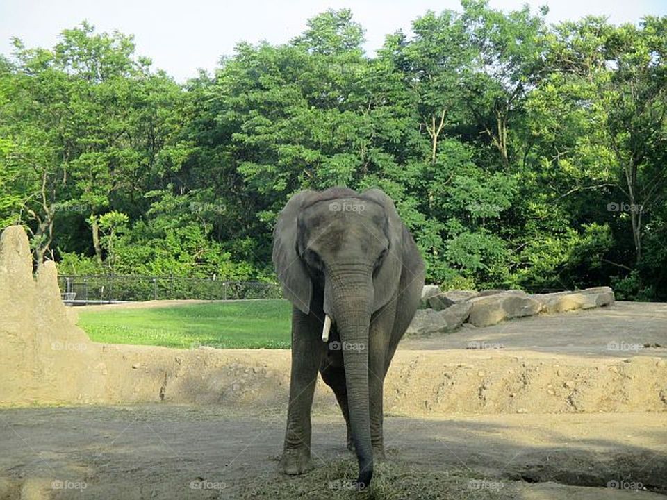 Elephant at the Pittsburgh Zoo