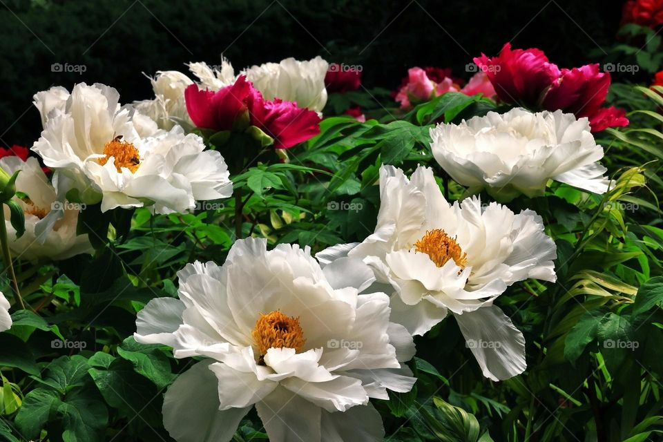 Beautiful flowers in bloom