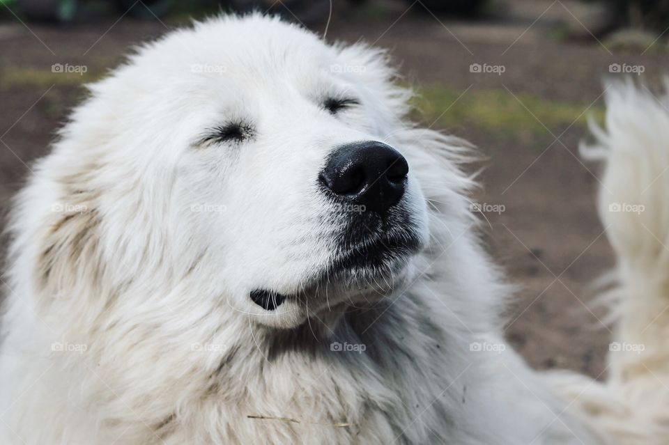 A Maremma sheepdog takes a break in her workday.