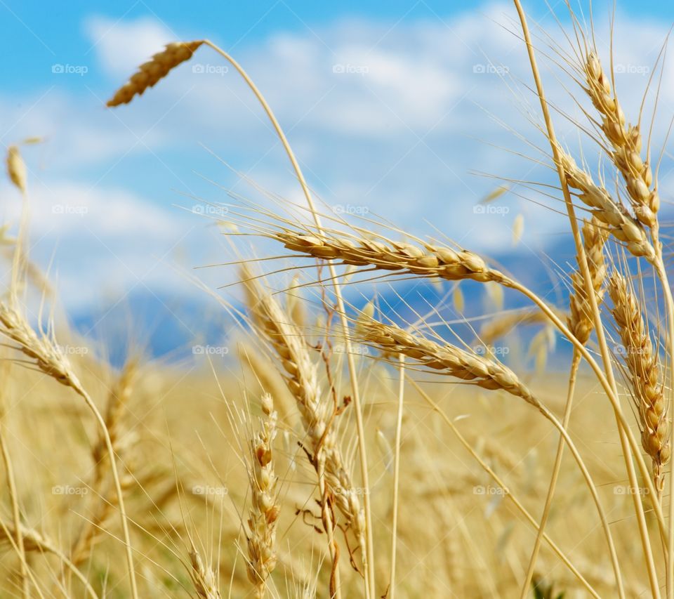 beautiful wheat crop
