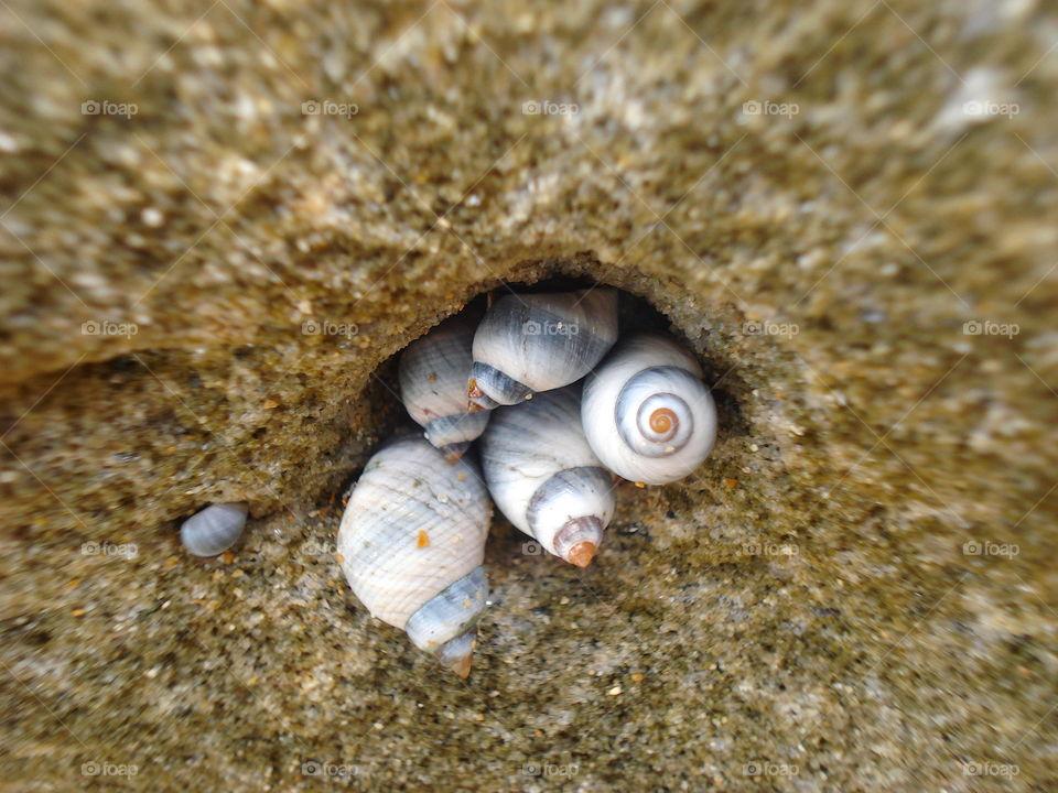 Snail shell beauty