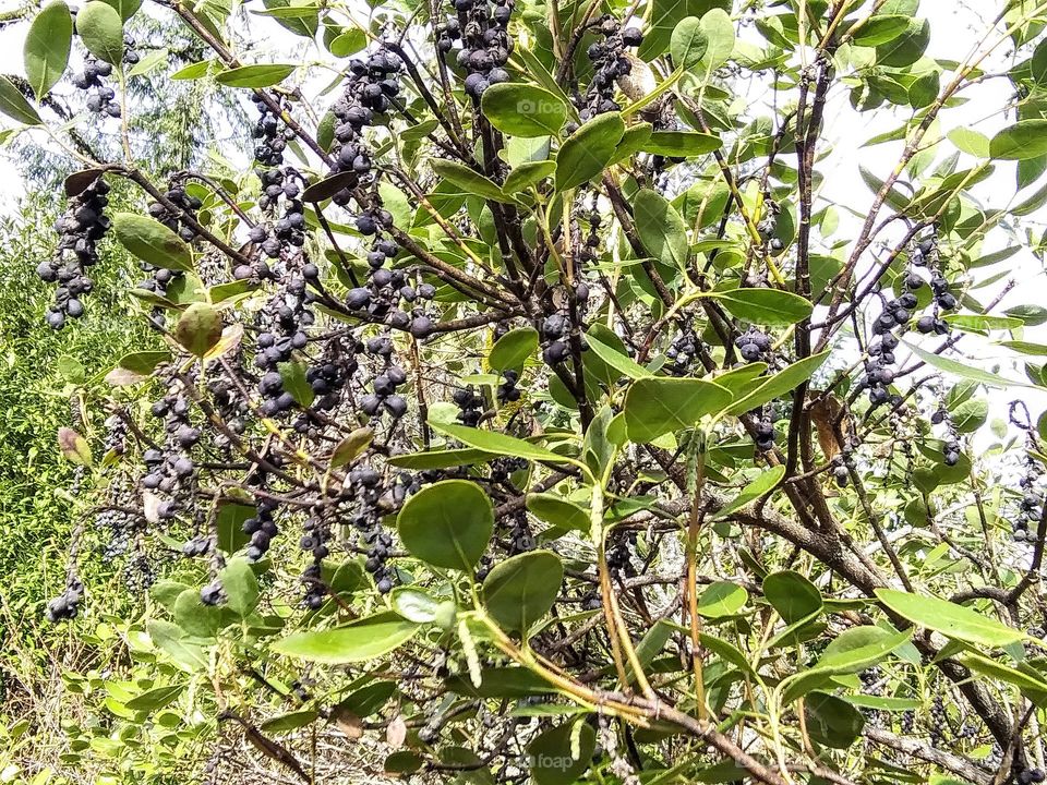 clusters of berries