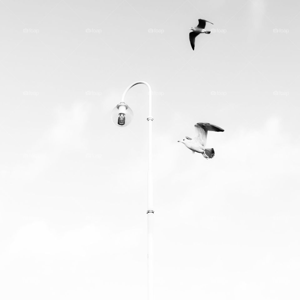 Sky, Flight, Bird, Air, People