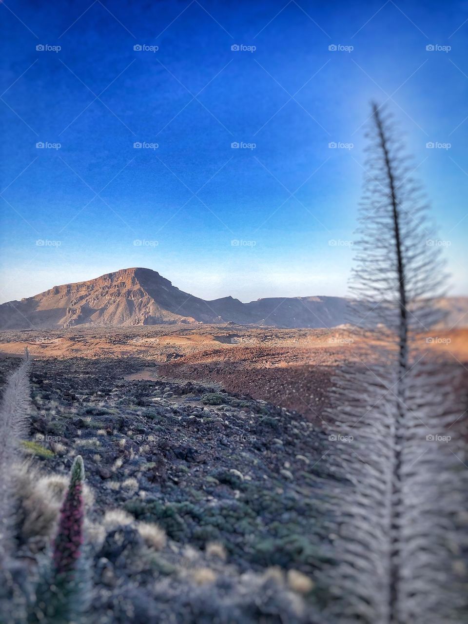 Desert scene on Tenerife Island , Spain