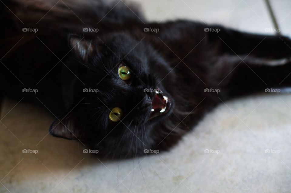 Talking cat