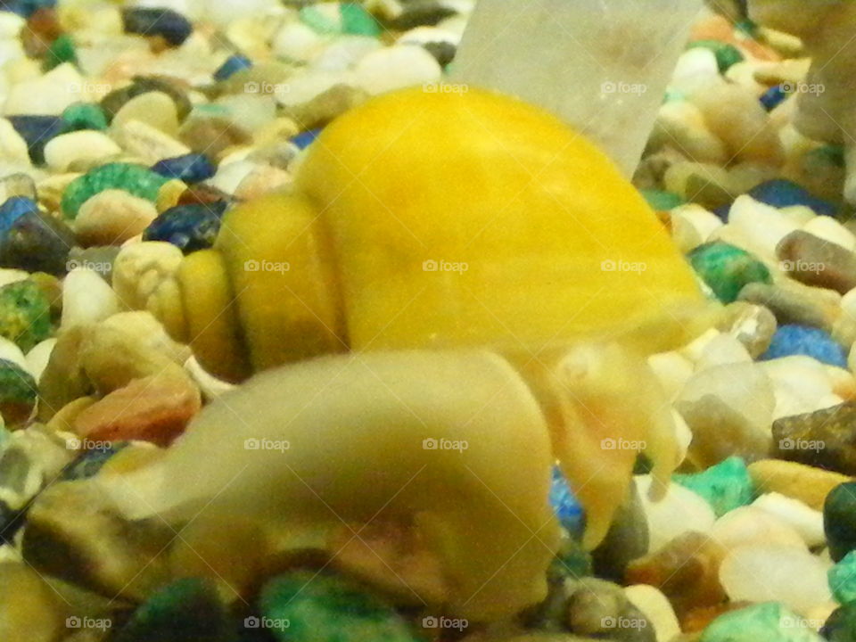 A bright yellow snail on a bed of colorful pebbles.