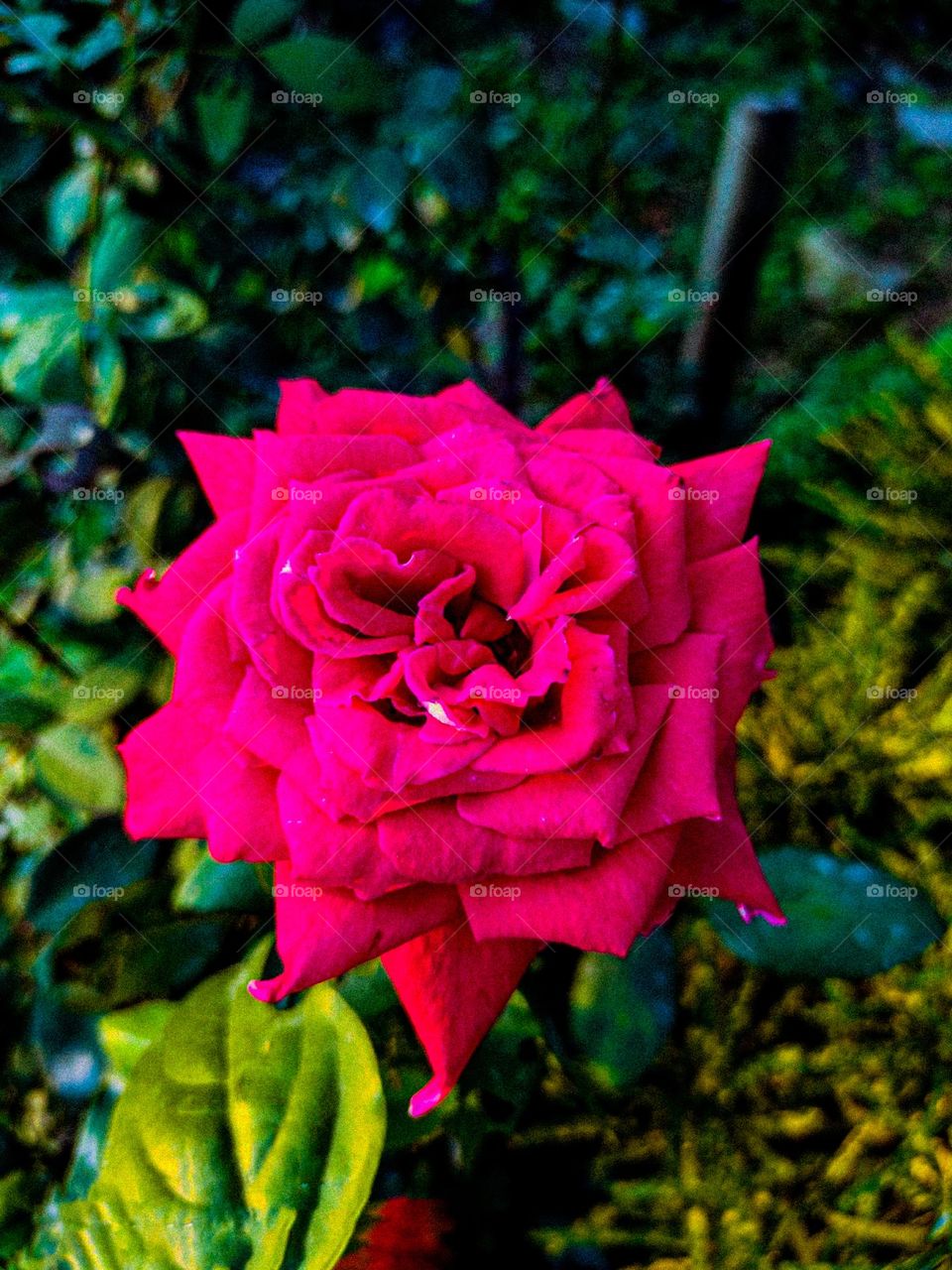 I have taken this picture of rose flower with my own hand.  The rose flower looks very beautiful.  Flowers mean very beautiful.  Nothing is as beautiful as flowers.