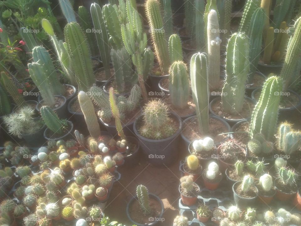 Beautiful cactus