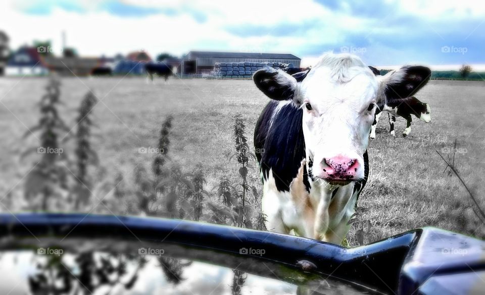 pink nosed cow. cow behind watering trough in field