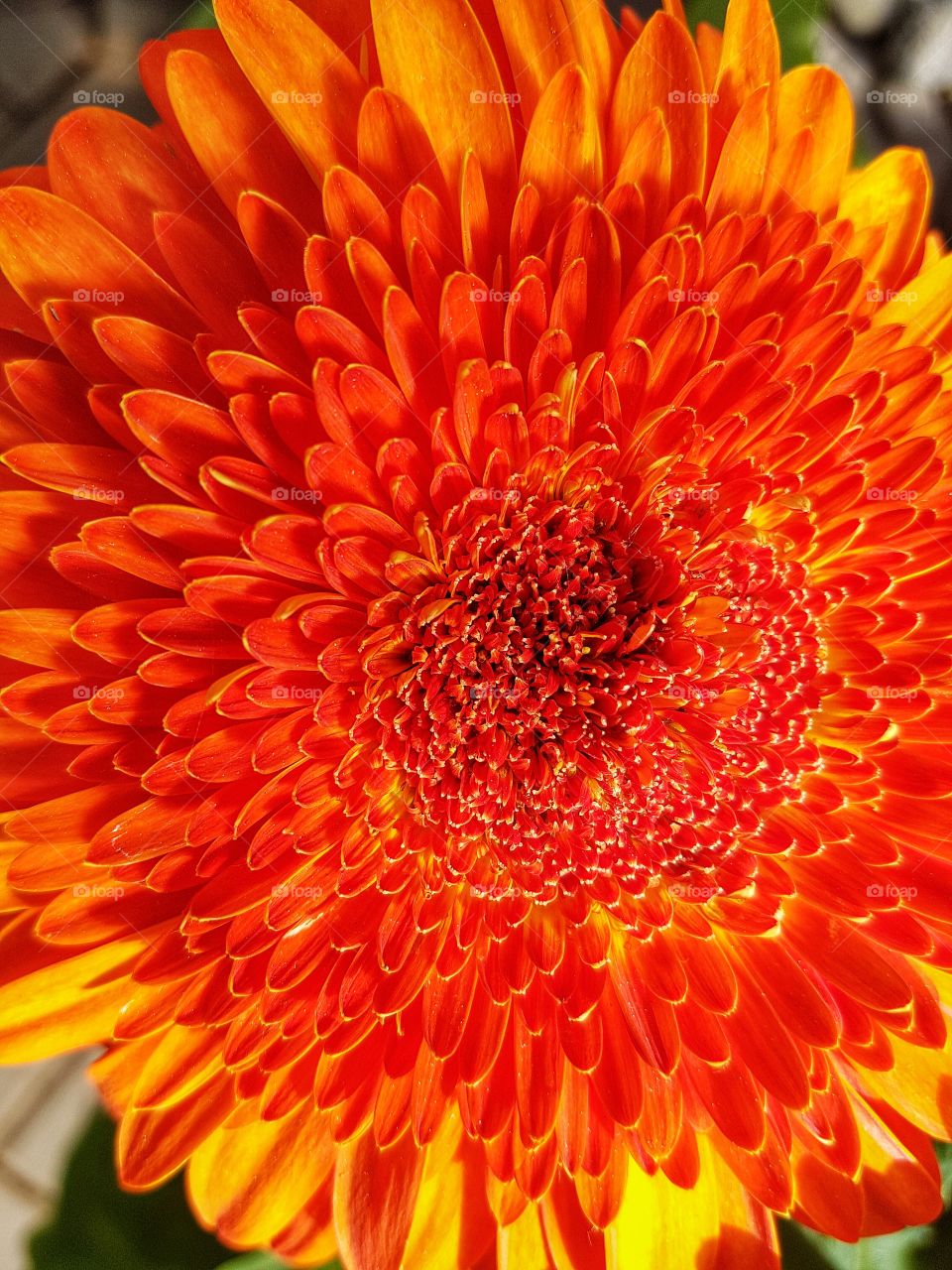 Gerbera