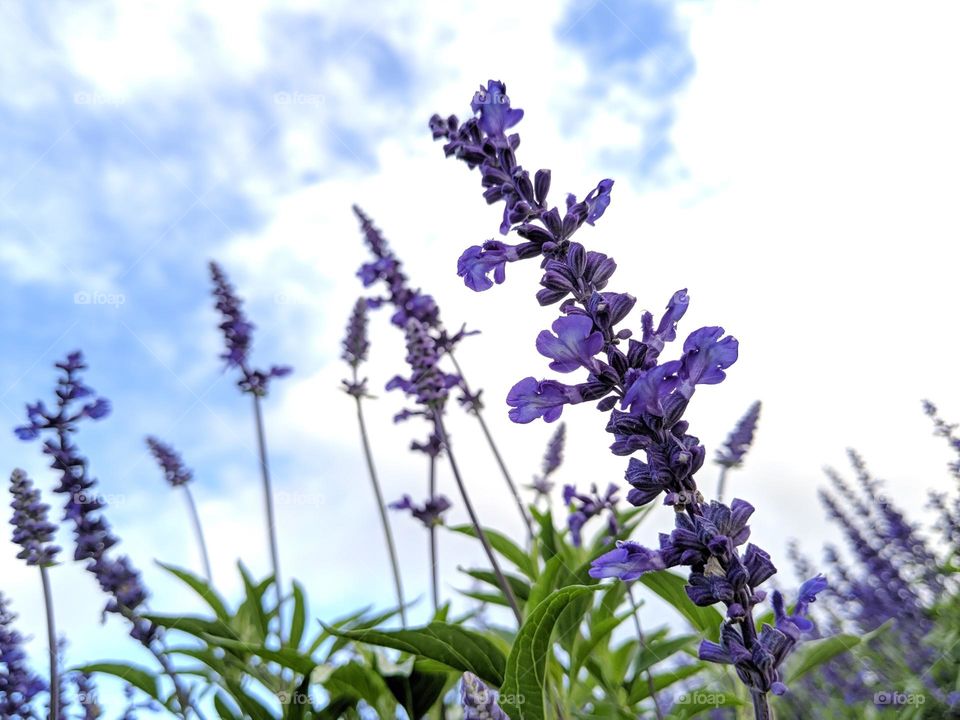 flowers in blue sky.
