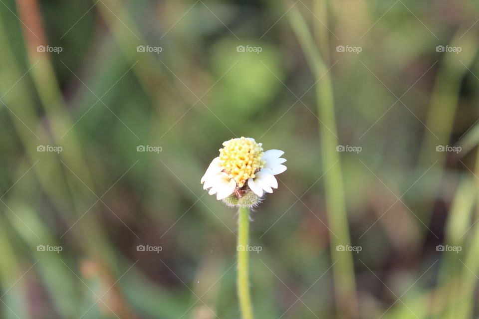 small flower
