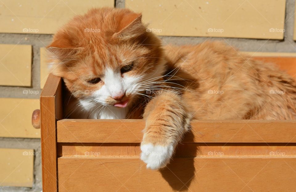 ginger cat pet funny portrait in the box