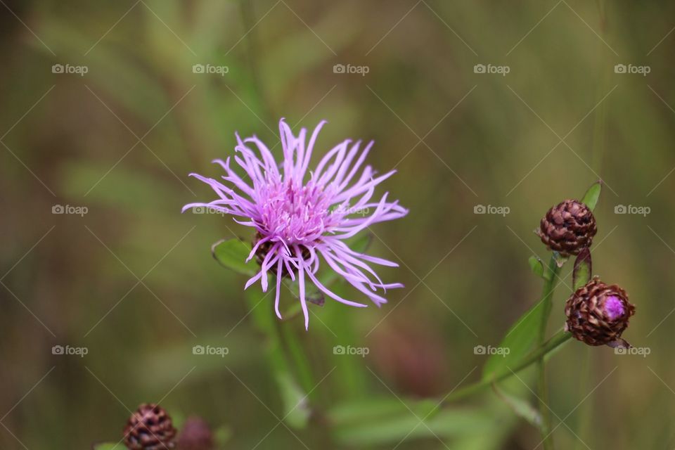 A Puple flower in the nature