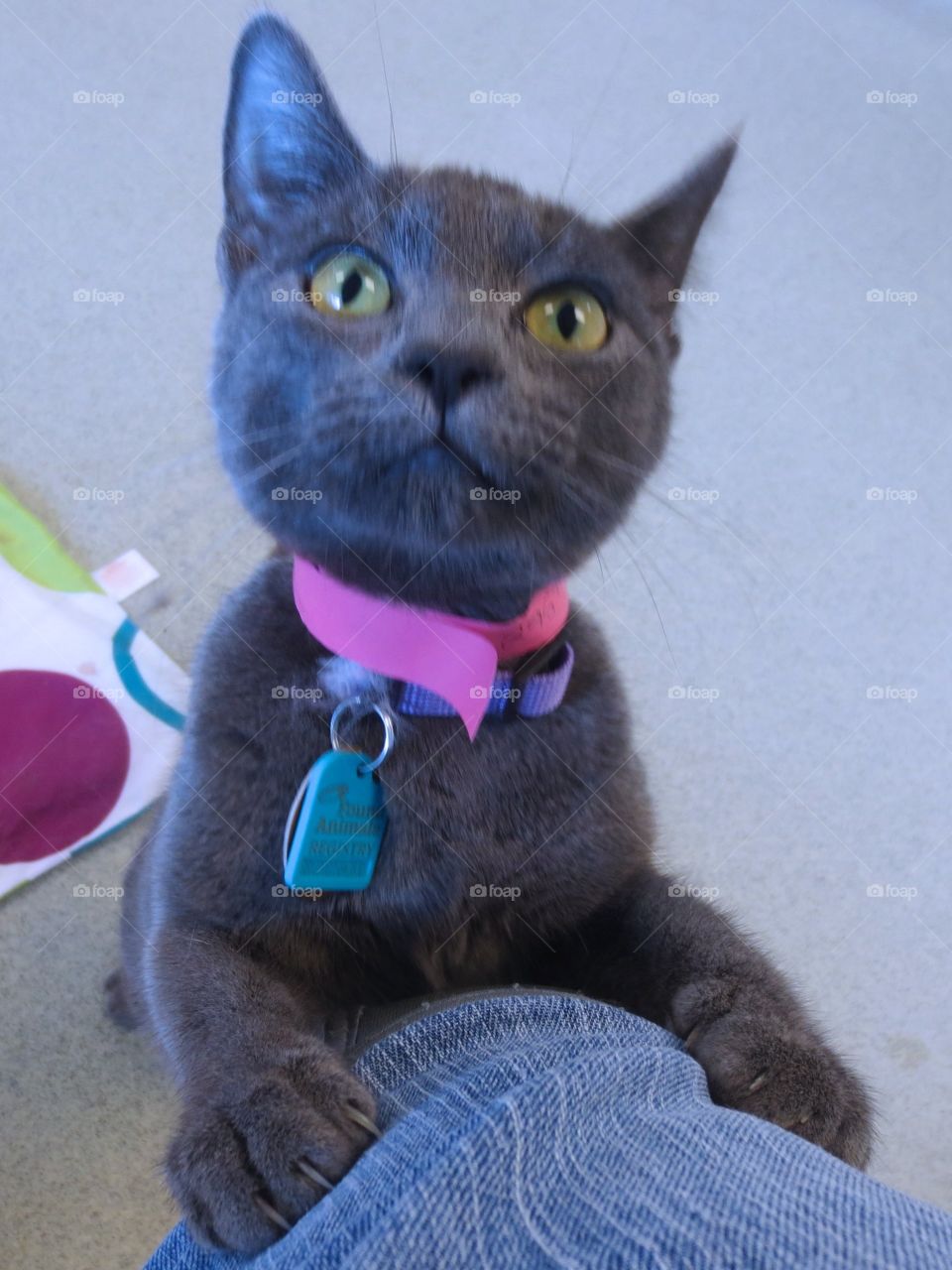 Friendly gray kitten 