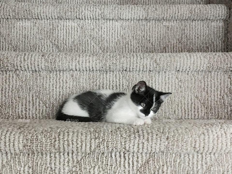 izzie hanging around the staircase