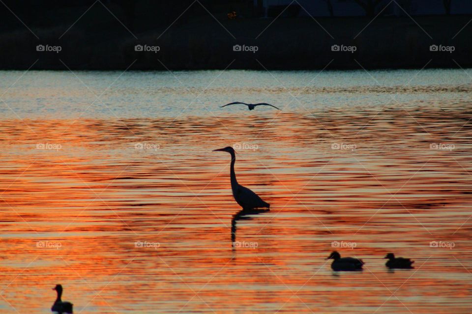 sunset and silhouetted animals