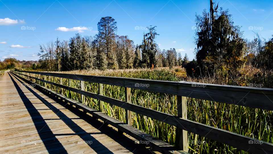 Wood, Nature, Tree, Landscape, No Person