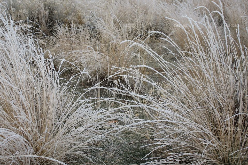 Stunningly beautiful frost on wild grasses and trees on a cold winter morning in Central Oregon. 