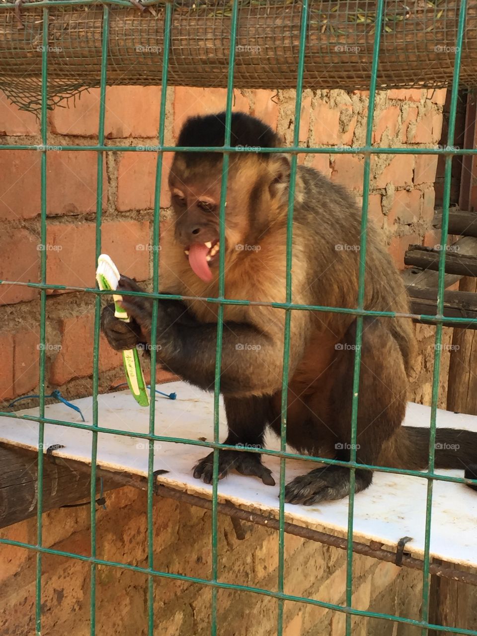 Capuchin with toothbrush