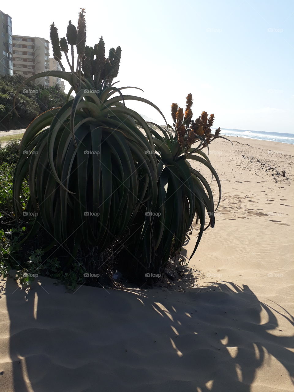 Plants growing on the beach