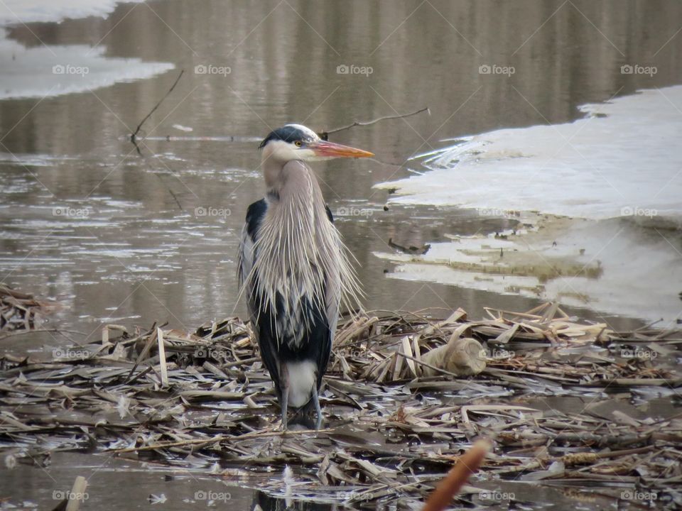 First Heron sighting of 2019 Boucherville Québec 