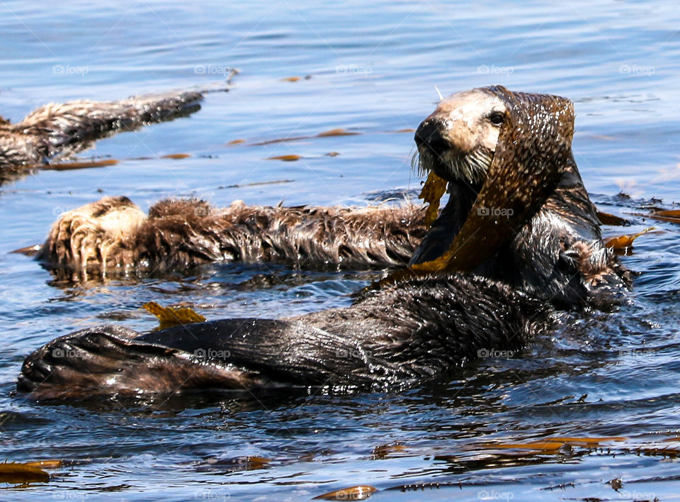 Some Sea Lions take a nap, others sit up for their close up!  